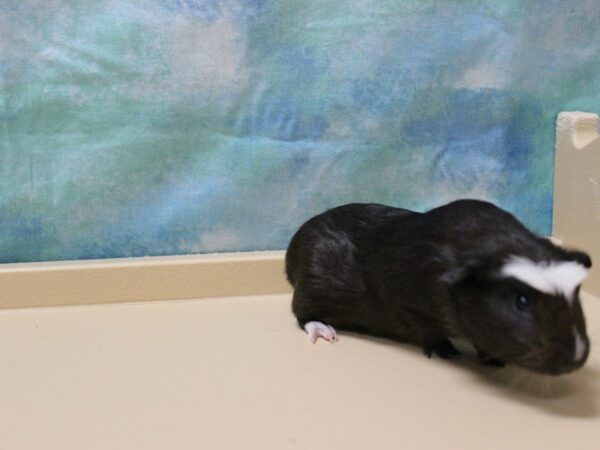 Crested-GUINEA PIG-Female--25856-Petland Racine, Wisconsin