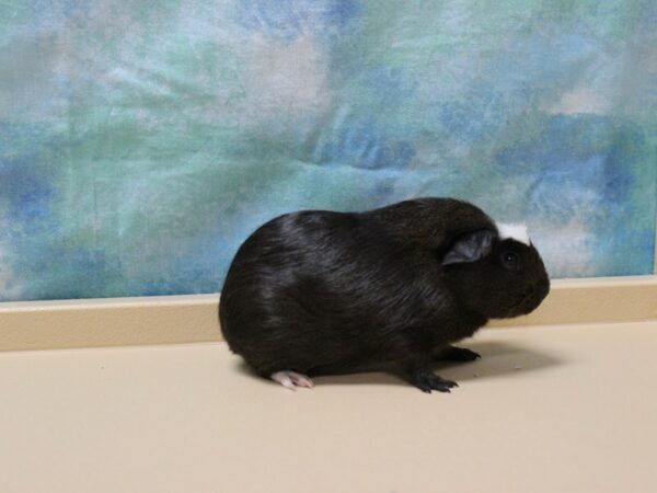 Crested-GUINEA PIG-Male--25862-Petland Racine, Wisconsin