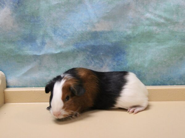 American Guinea Pig-GUINEA PIG-Male--25866-Petland Racine, Wisconsin