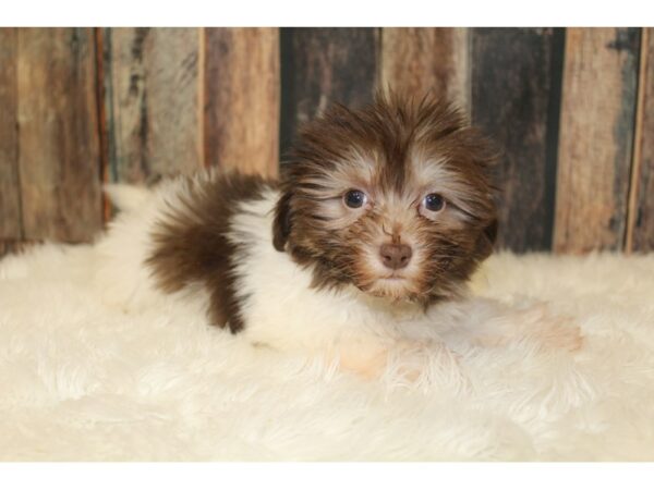 Havanese-DOG-Female-Chocolate / White-16334-Petland Racine, Wisconsin