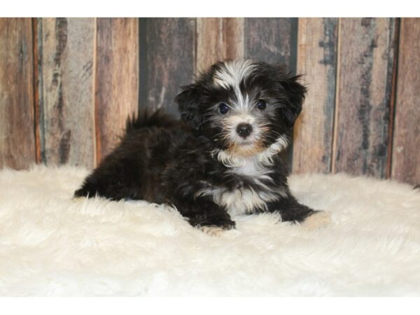Havanese-DOG-Male-White/Black-16338-Petland Racine, Wisconsin