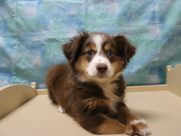 Miniature Australian Shepherd-DOG-Male-Red / White-25869-Petland Racine, Wisconsin
