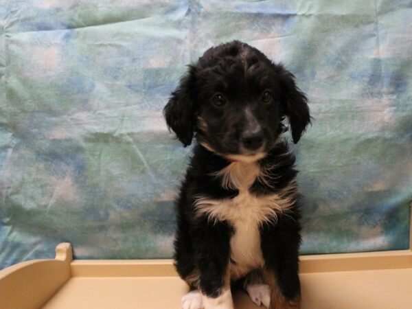 Australian Shepherd-DOG-Female-Tri-Colored-25874-Petland Racine, Wisconsin