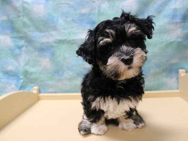 Havanese-DOG-Male-Black / White-25879-Petland Racine, Wisconsin