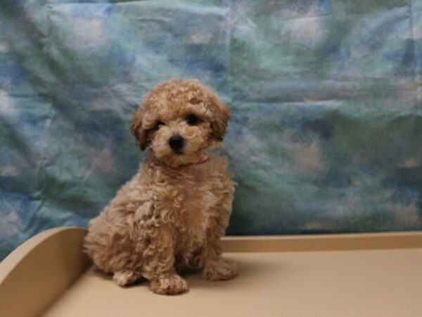 Poodle-DOG-Female-Red / White-25877-Petland Racine, Wisconsin
