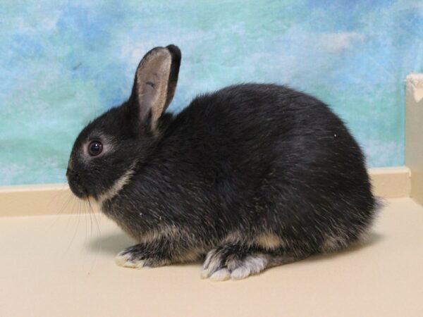 Netherland Dwarf-RABBIT---25907-Petland Racine, Wisconsin
