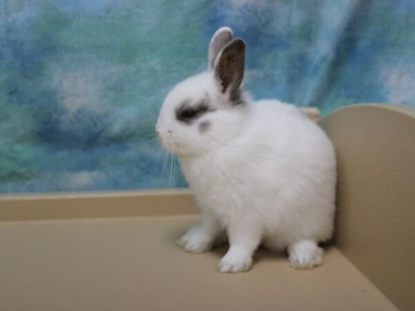 Netherland Dwarf-RABBIT---25906-Petland Racine, Wisconsin