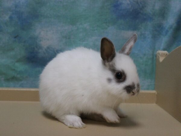 Netherland Dwarf-RABBIT---25903-Petland Racine, Wisconsin