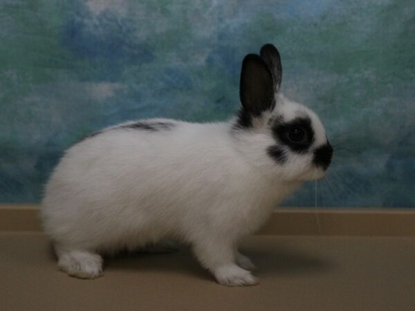 Netherland Dwarf-RABBIT---25901-Petland Racine, Wisconsin