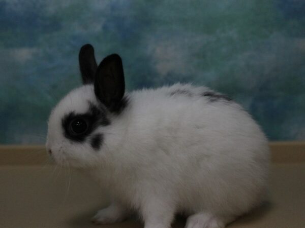 Netherland Dwarf-RABBIT---25902-Petland Racine, Wisconsin