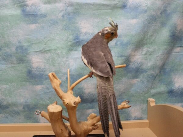 Cockatiel-BIRD---25911-Petland Racine, Wisconsin