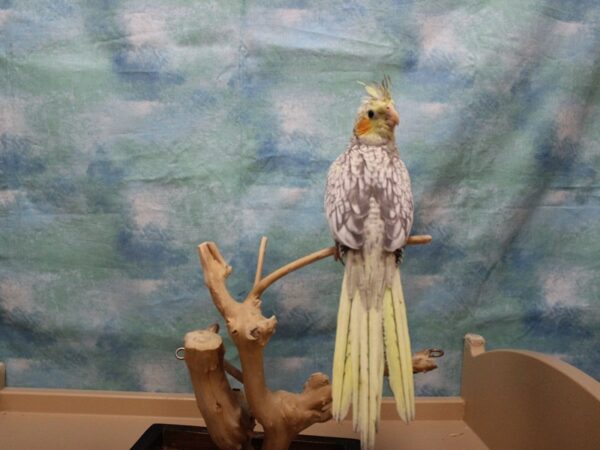 Cockatiel-BIRD---25910-Petland Racine, Wisconsin