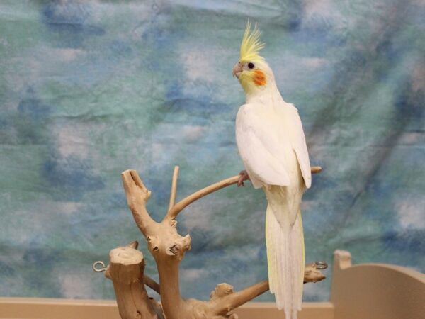 Cockatiel-BIRD---25909-Petland Racine, Wisconsin