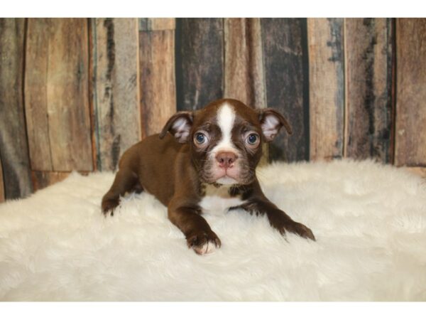 Boston Terrier-DOG-Male-White/Seal-16339-Petland Racine, Wisconsin