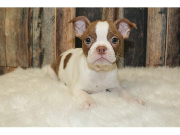 Boston Terrier-DOG-Female-White/Seal-16340-Petland Racine, Wisconsin