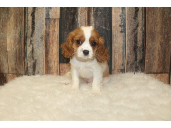 Cavalier King Charles Spaniel-DOG-Female-Blenheim-16348-Petland Racine, Wisconsin