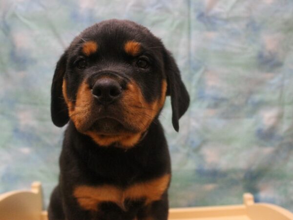 Rottweiler-DOG-Female-Black / Tan-25916-Petland Racine, Wisconsin