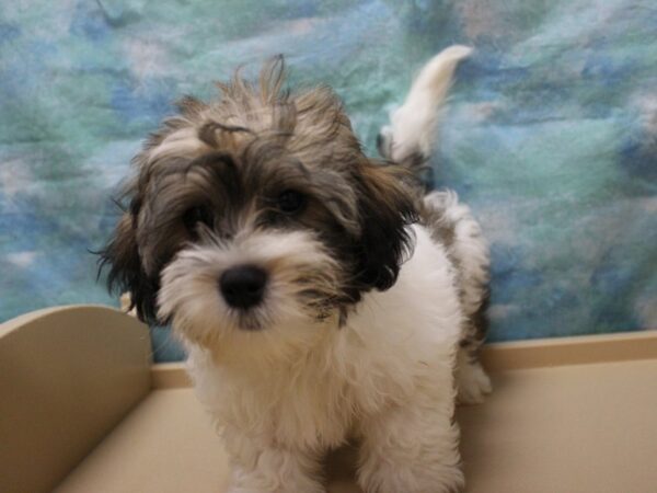 Teddy Bear-DOG-Male-Gold/W/Prti-25932-Petland Racine, Wisconsin