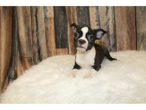 Boston Terrier-DOG-Female-Black / White-16367-Petland Racine, Wisconsin