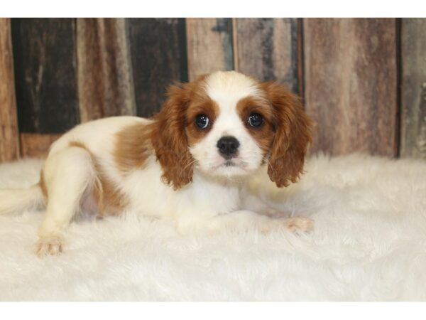 Cavalier King Charles Spaniel-DOG-Female-Blenheim-16370-Petland Racine, Wisconsin