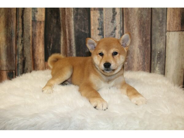Shiba Inu-DOG-Male-Red-16372-Petland Racine, Wisconsin