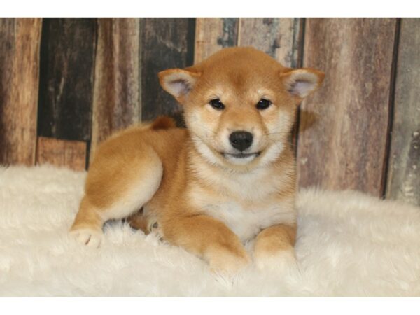 Shiba Inu-DOG-Female-Red-16373-Petland Racine, Wisconsin