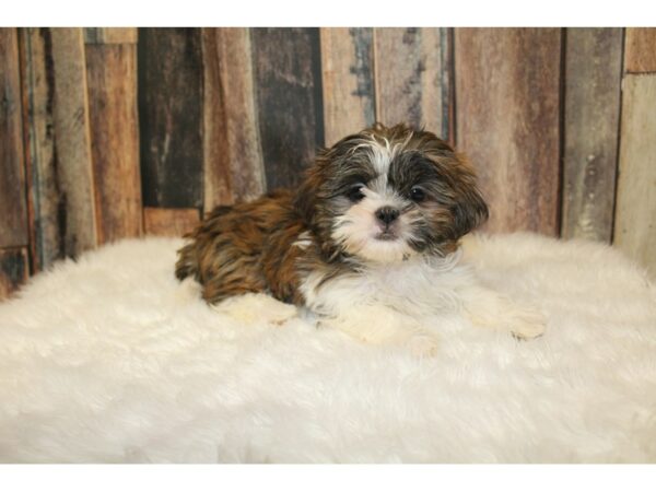 Shih Tzu-DOG-Female-Red / White-16374-Petland Racine, Wisconsin