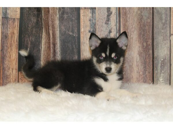 Pomsky-DOG-Male-Black-16379-Petland Racine, Wisconsin