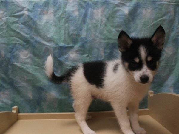 Pomsky-DOG-Male-Black / White-25945-Petland Racine, Wisconsin