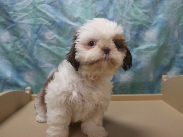 Shih Tzu-DOG-Female-Red / White-25954-Petland Racine, Wisconsin