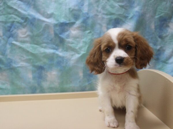 Cavalier King Charles Spaniel-DOG-Female-Blenheim-25953-Petland Racine, Wisconsin