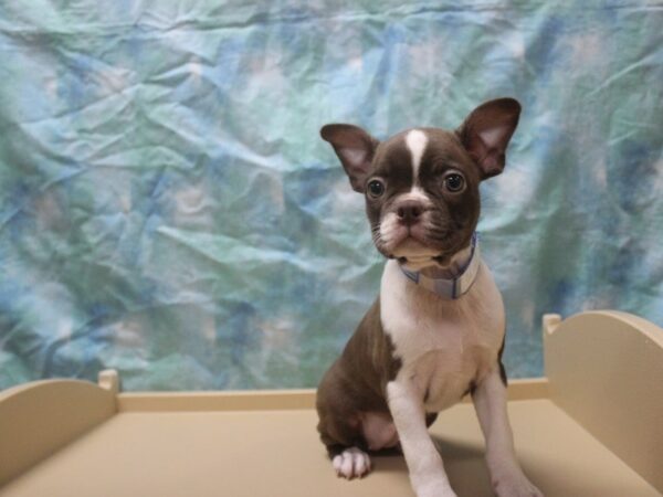 Boston Terrier-DOG-Female-SEAL/WH-25943-Petland Racine, Wisconsin