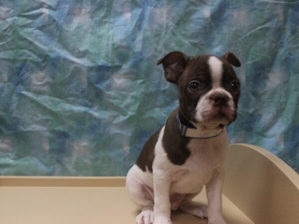 Boston Terrier-DOG-Male-SEAL/WH-25942-Petland Racine, Wisconsin