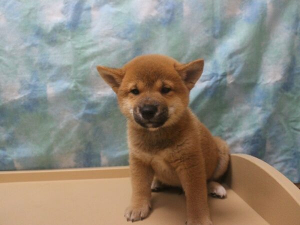 Shiba Inu-DOG-Male-Red-25988-Petland Racine, Wisconsin