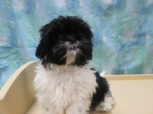 Shih Tzu-DOG-Male-Black / White-25992-Petland Racine, Wisconsin