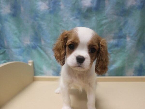 Cavalier King Charles Spaniel-DOG-Male-Blenheim-25986-Petland Racine, Wisconsin