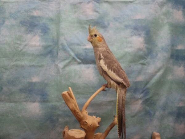 Cockatiel-BIRD---25969-Petland Racine, Wisconsin