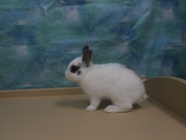 Netherland Dwarf-RABBIT---25977-Petland Racine, Wisconsin