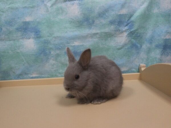 Netherland Dwarf-RABBIT---25976-Petland Racine, Wisconsin
