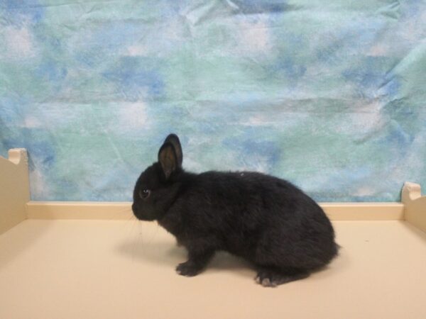 Netherland Dwarf-RABBIT---25975-Petland Racine, Wisconsin