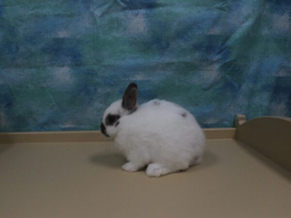 Netherland Dwarf-RABBIT---25974-Petland Racine, Wisconsin