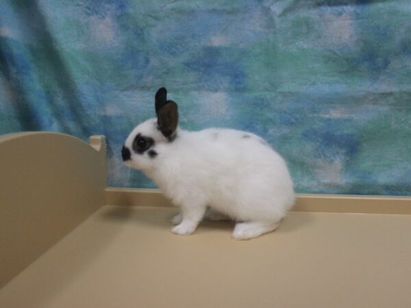Netherland Dwarf-RABBIT---25973-Petland Racine, Wisconsin