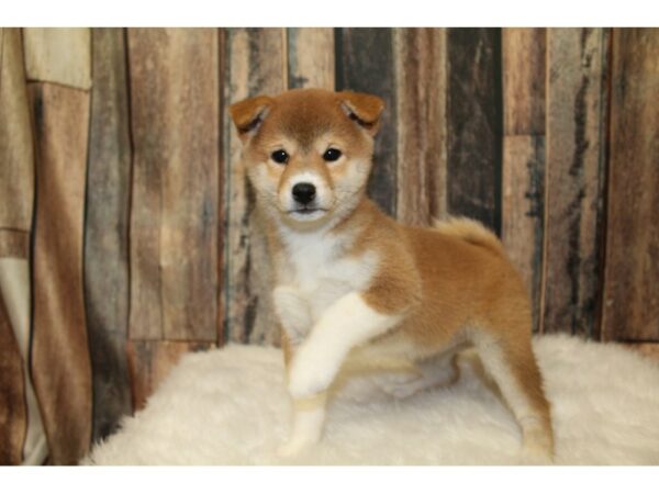 Shiba Inu-DOG-Female-Red-16395-Petland Racine, Wisconsin