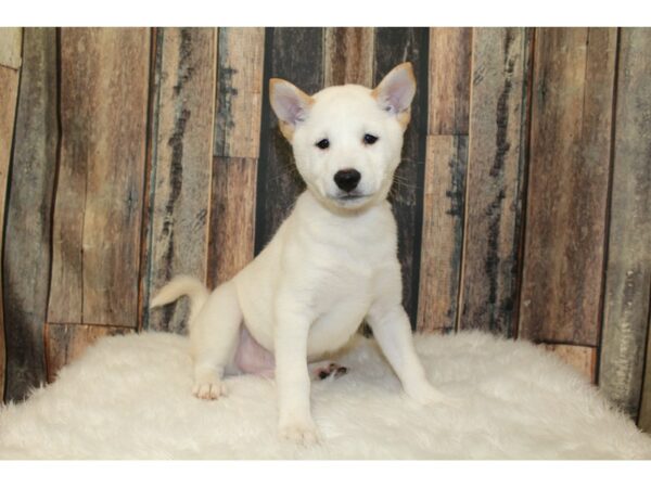 Shiba Inu-DOG-Male-Cream-16396-Petland Racine, Wisconsin