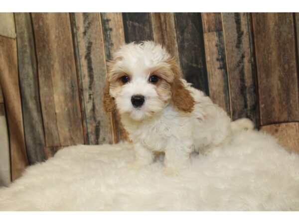 Cavachon-DOG-Male-White / Red-16401-Petland Racine, Wisconsin