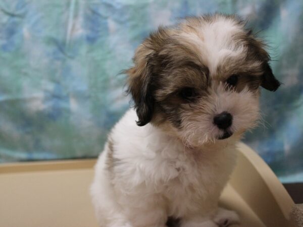 Teddy Bear-DOG-Female-Brown / White-26007-Petland Racine, Wisconsin