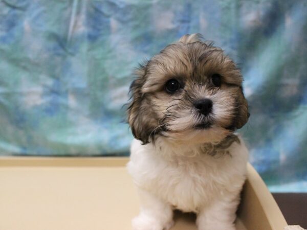 Teddy Bear-DOG-Male-Brown / White-26003-Petland Racine, Wisconsin