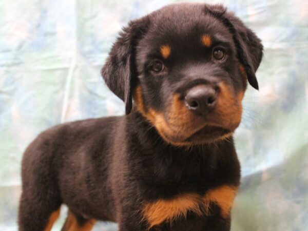 Rottweiler-DOG-Male-Black / Tan-25998-Petland Racine, Wisconsin