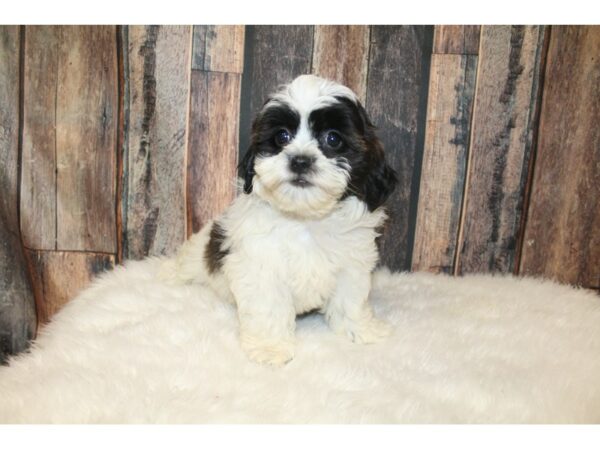 Teddy Bear-DOG-Female-Brown / White-16406-Petland Racine, Wisconsin