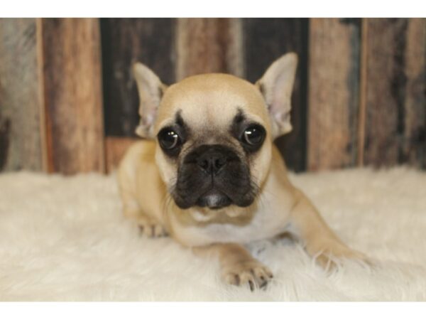 French Bulldog-DOG-Female--16416-Petland Racine, Wisconsin
